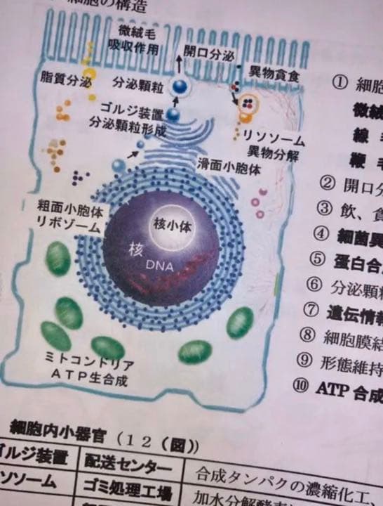 看護学生　学習資料集
