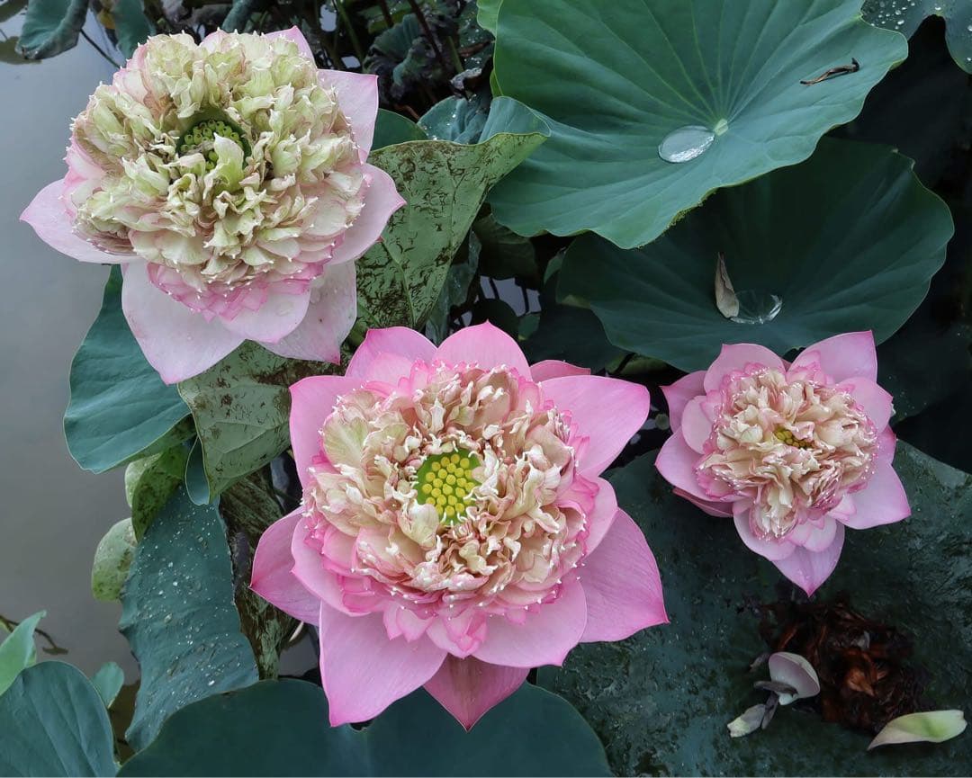 花蓮苗　蓮根. DP171