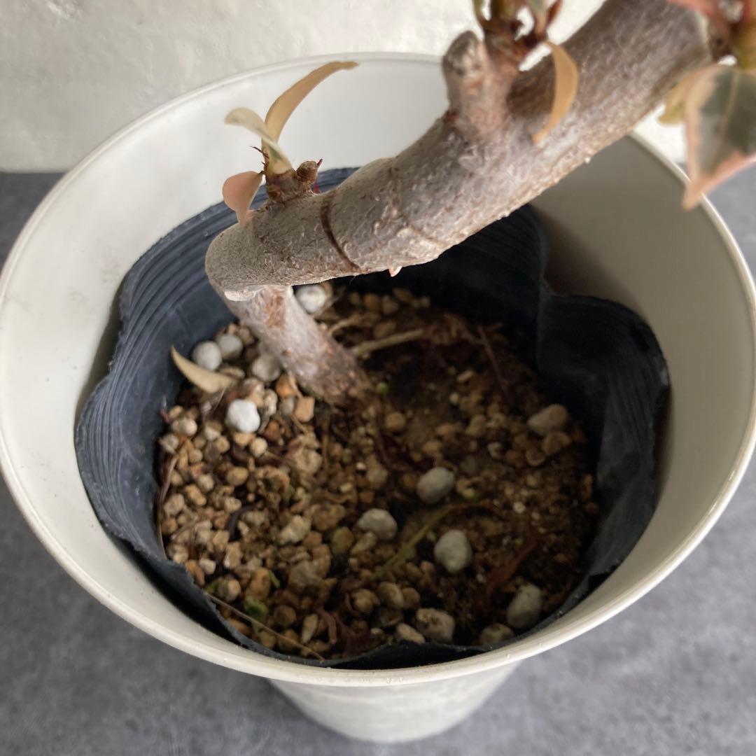 フィカス ティネケ ゴムの木 観葉植物 苗 おしゃれ 美品 限定
