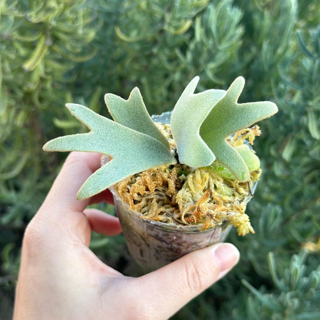 P. willinckii ’Jenny’ TC 230