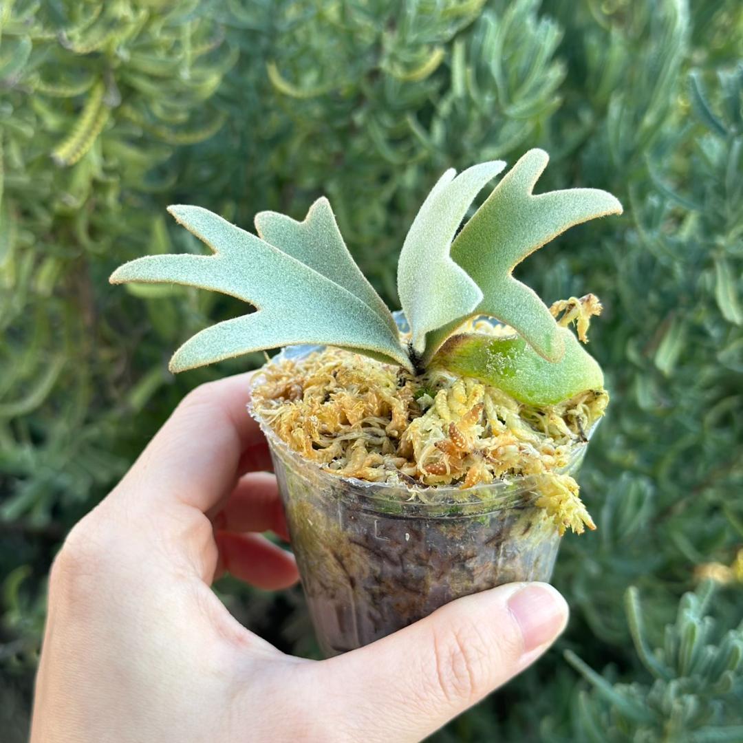 P. willinckii ’Jenny’ TC 230
