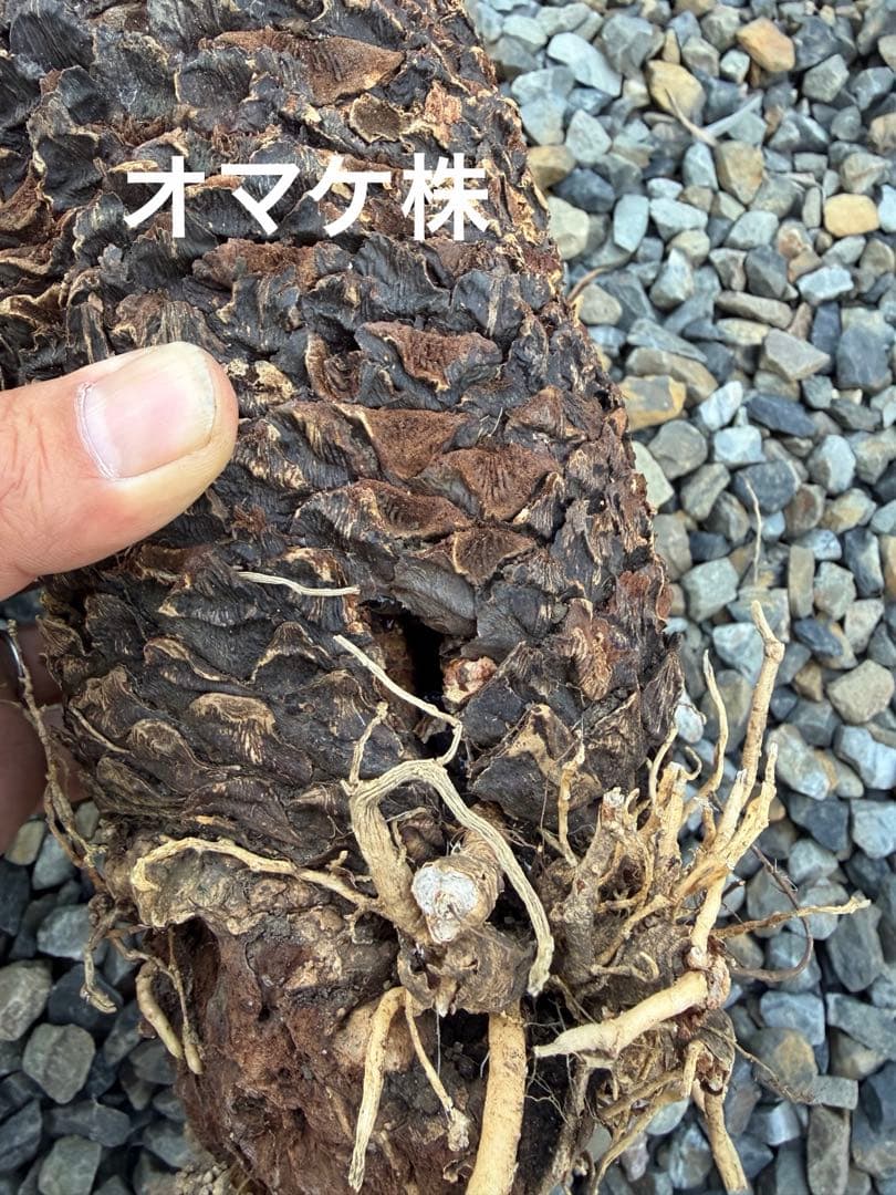 蘇鉄　ソテツ　5株セット　発根済み　抜き苗　オマケ1株付き　鹿児島❗️