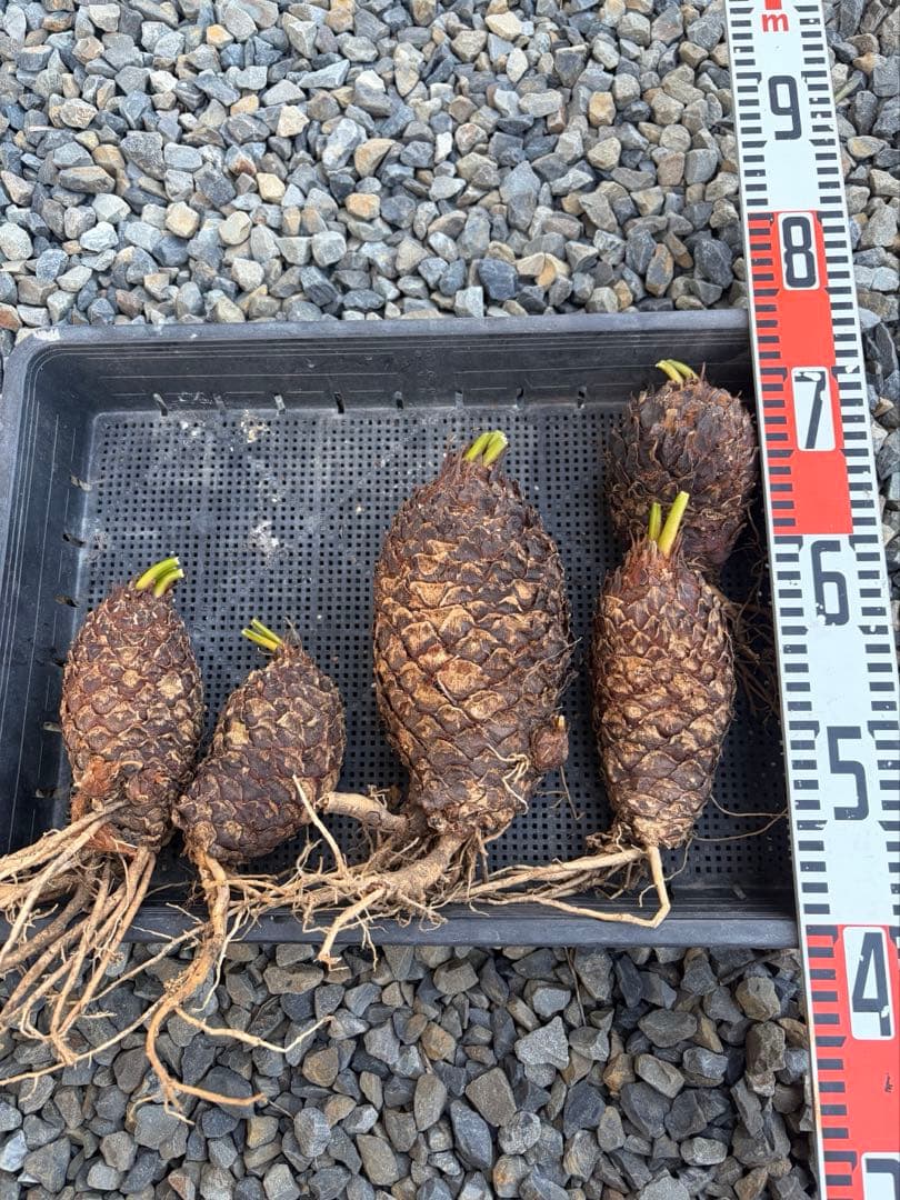 蘇鉄　ソテツ　5株セット　発根済み　抜き苗　オマケ1株付き　鹿児島❗️