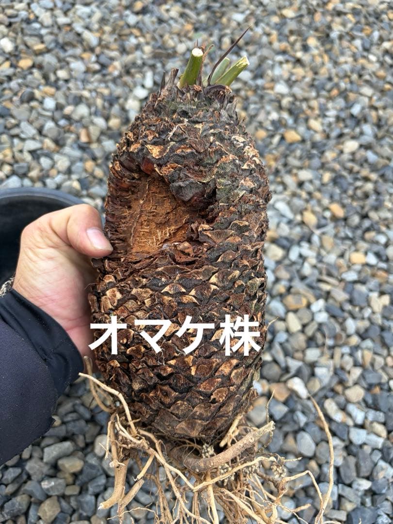 蘇鉄　ソテツ　5株セット　発根済み　抜き苗　オマケ1株付き　鹿児島❗️
