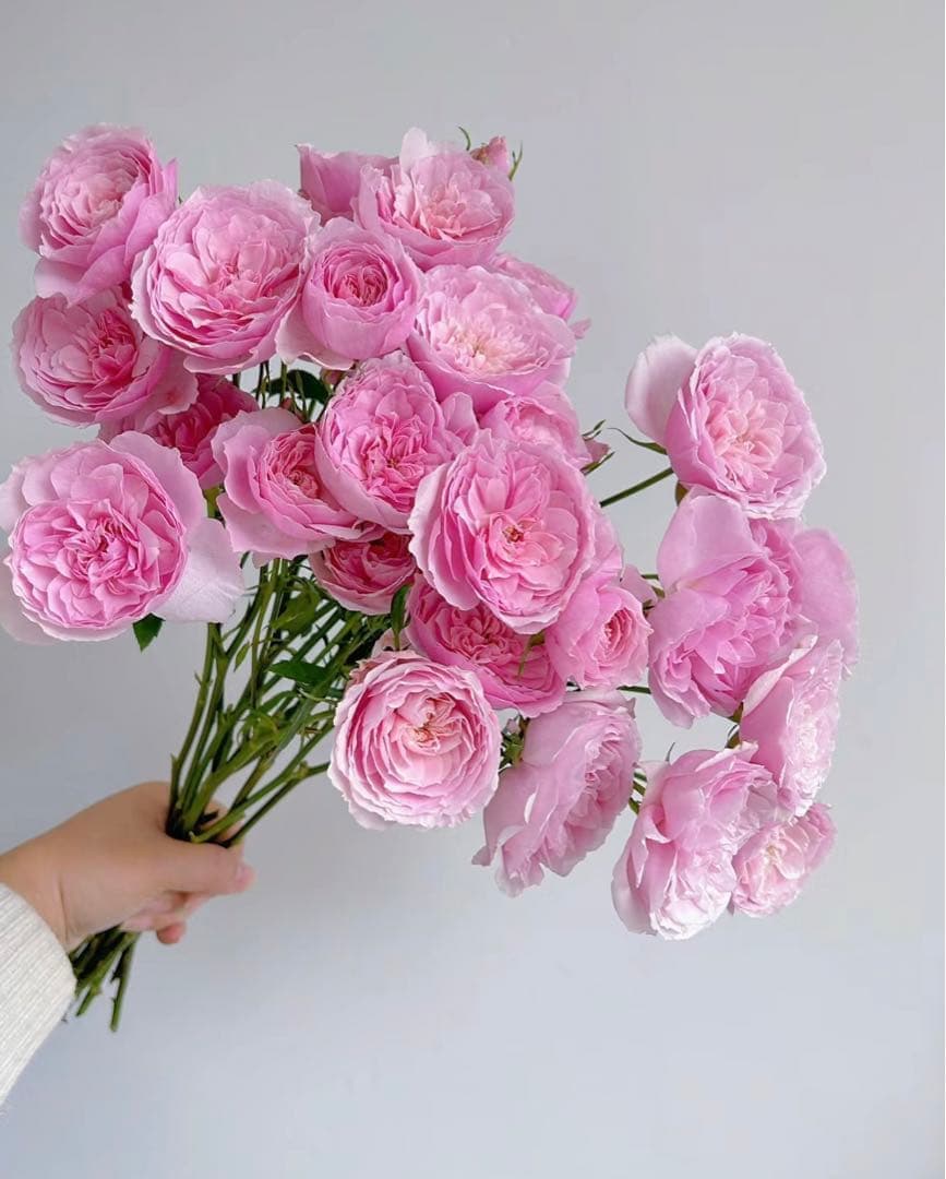 和バラ　わばら苗　挿木苗　バラ　薔薇　切花