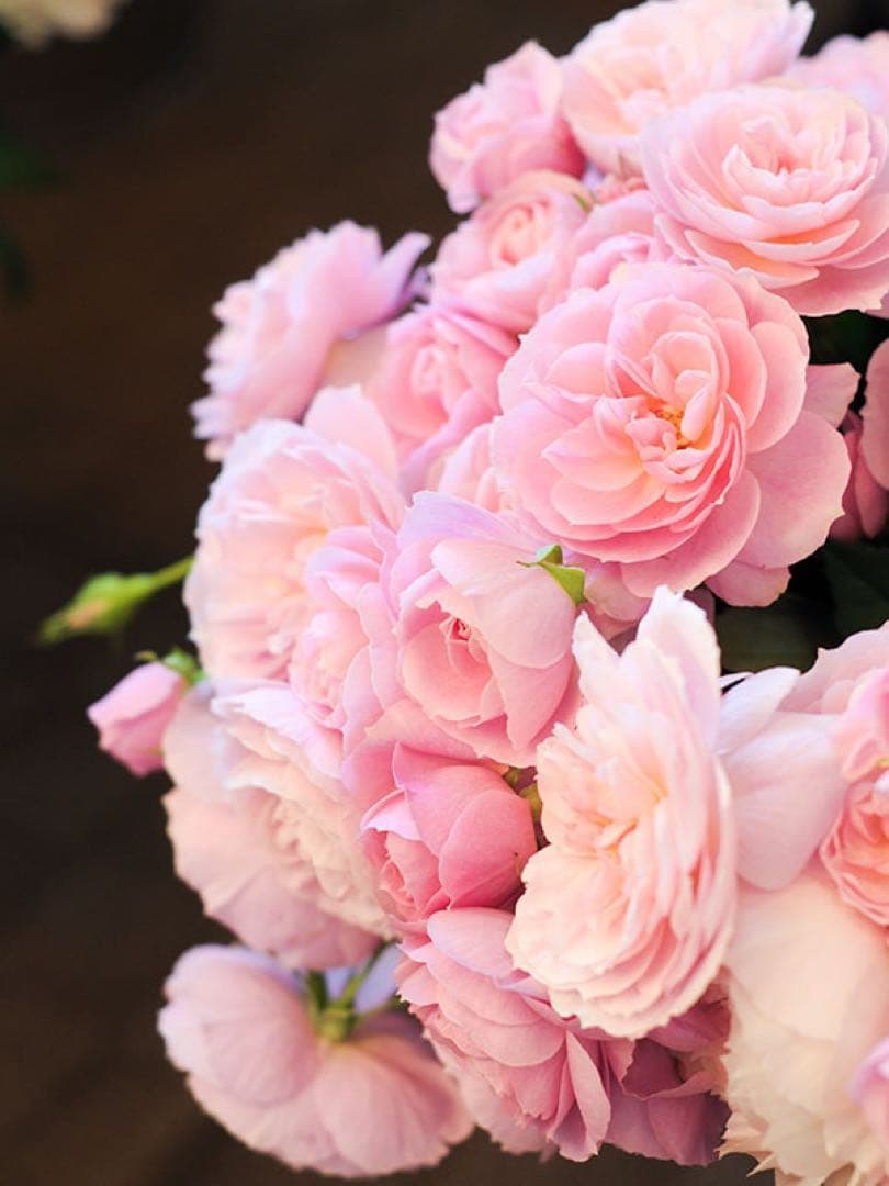 和バラ　わばら苗　挿木苗　バラ　薔薇　切花