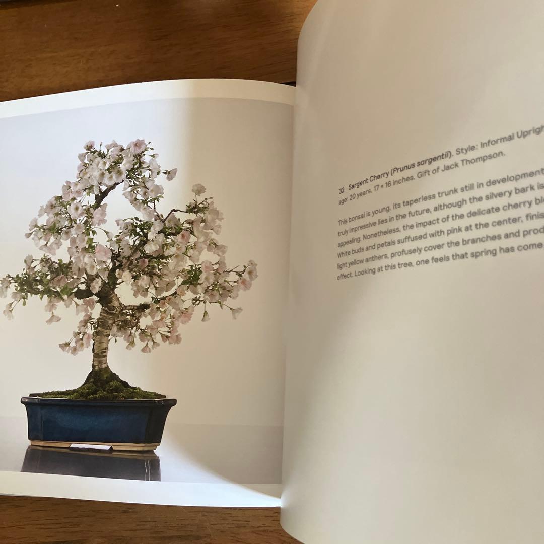 Bonsai: A Patient Art 洋書