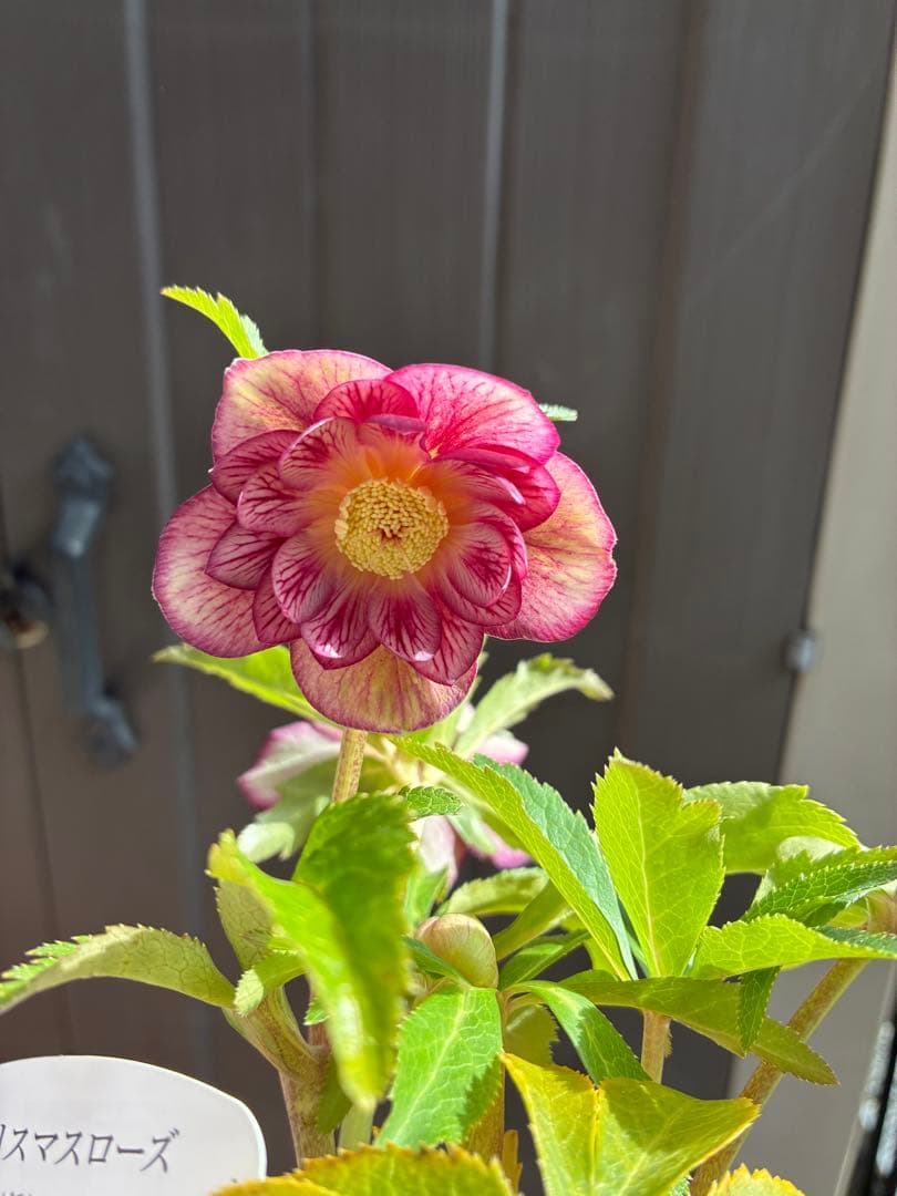 専用♡広瀬園芸♡ ２点おまとめ