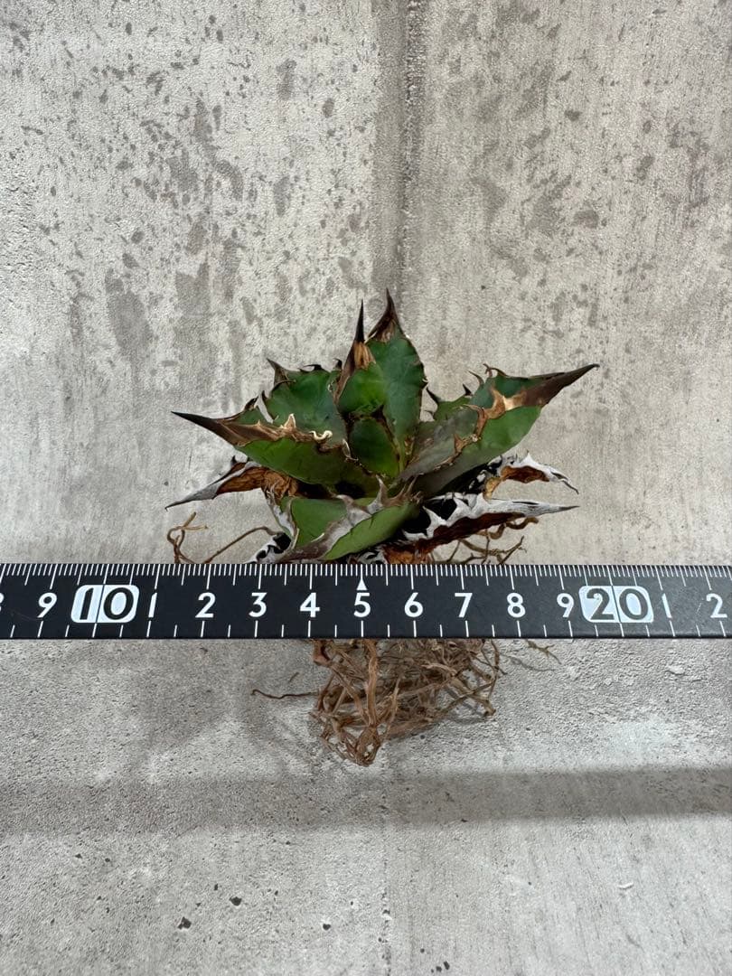 アガベ チタノタセット 黒火焔 type-r 黒棘厳龍 BB cjplants