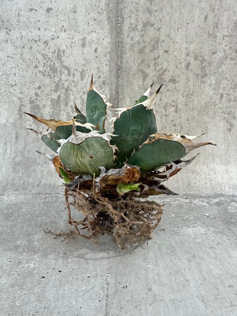 アガベ チタノタセット 黒火焔 type-r 黒棘厳龍 BB cjplants