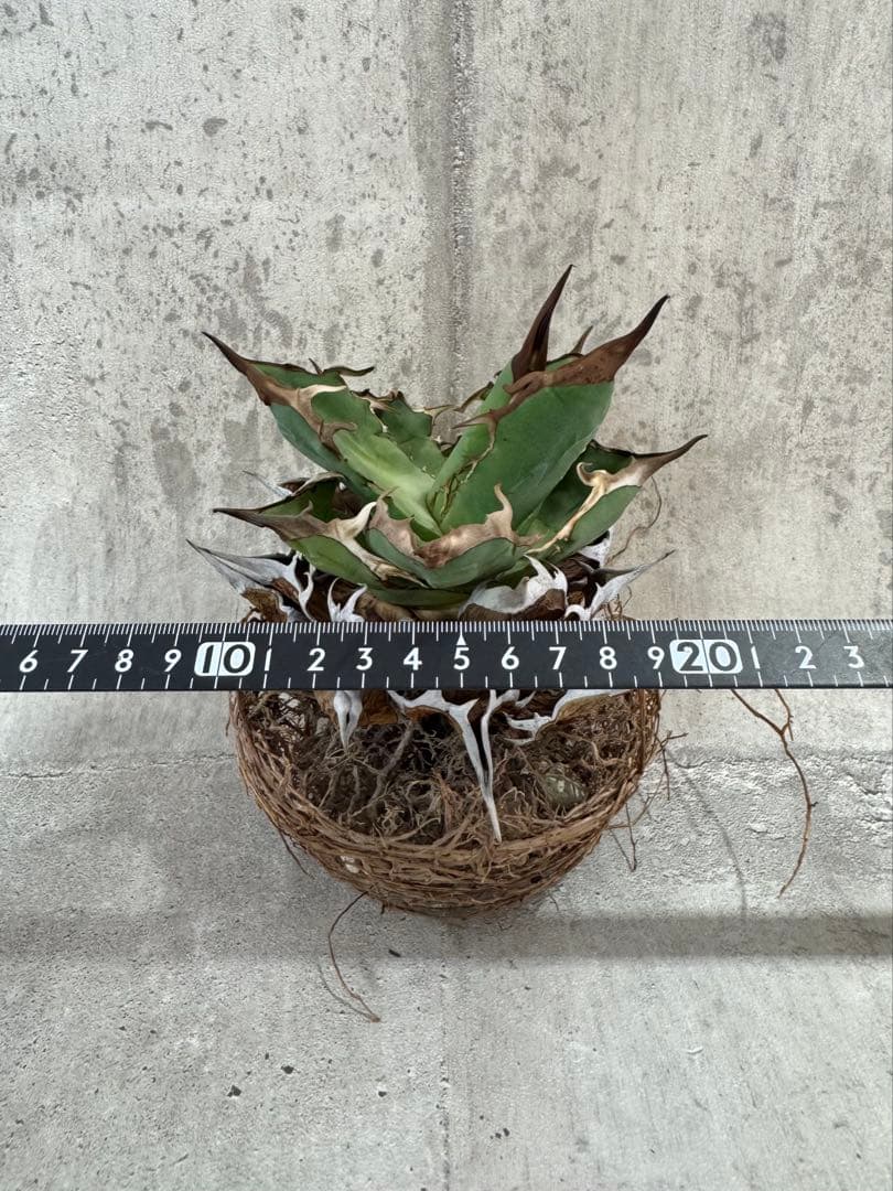 アガベ チタノタセット 黒火焔 type-r 黒棘厳龍 BB cjplants