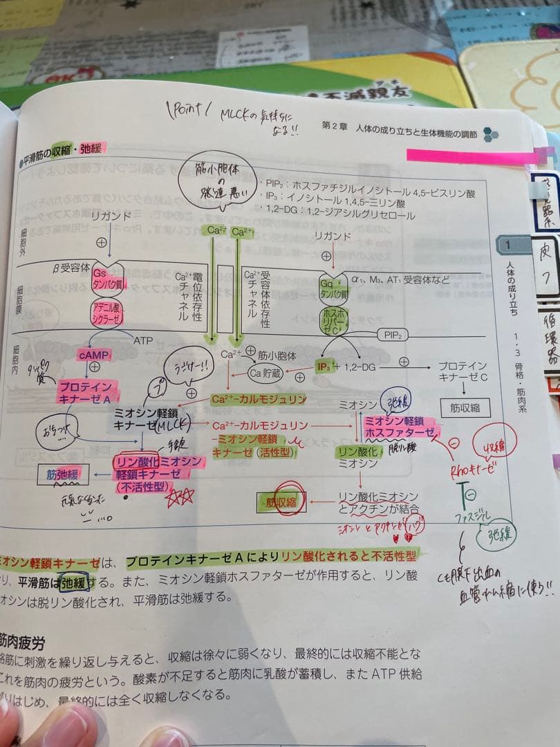 薬剤師国家試験対策 青本・青問セット/110回対策用
