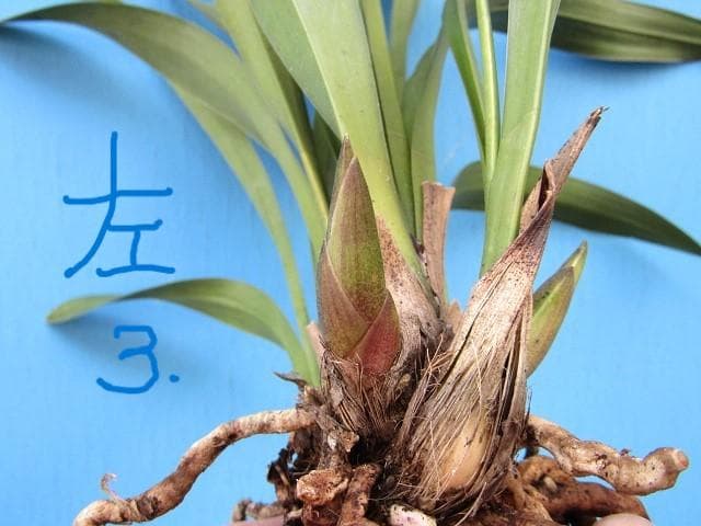 ◎ミスマフェット蘭 花芽計７【株分け済】鉢抜き発送◎