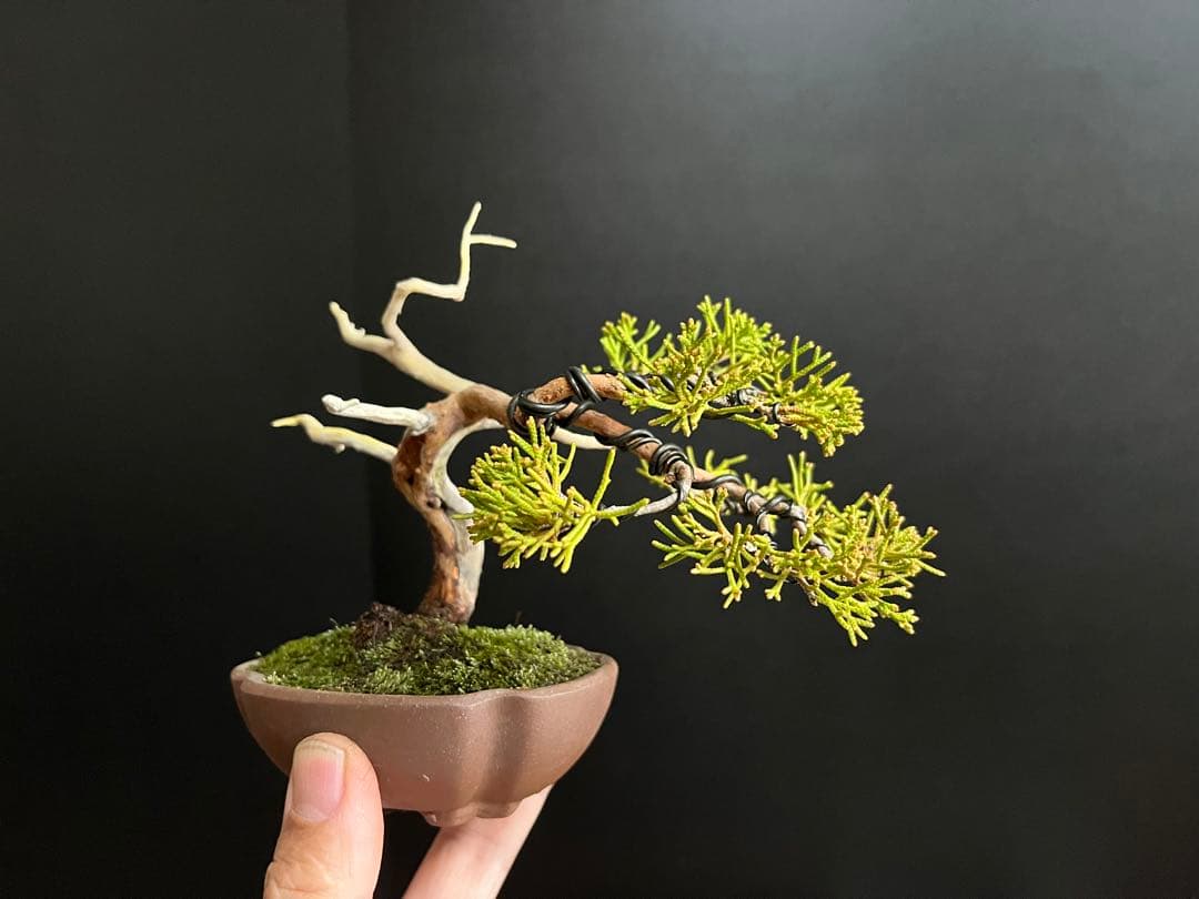 真柏盆栽　ミニ真柏　シャリ幹　ミニ盆栽　小品盆栽　樹高9.5cm 飾り物