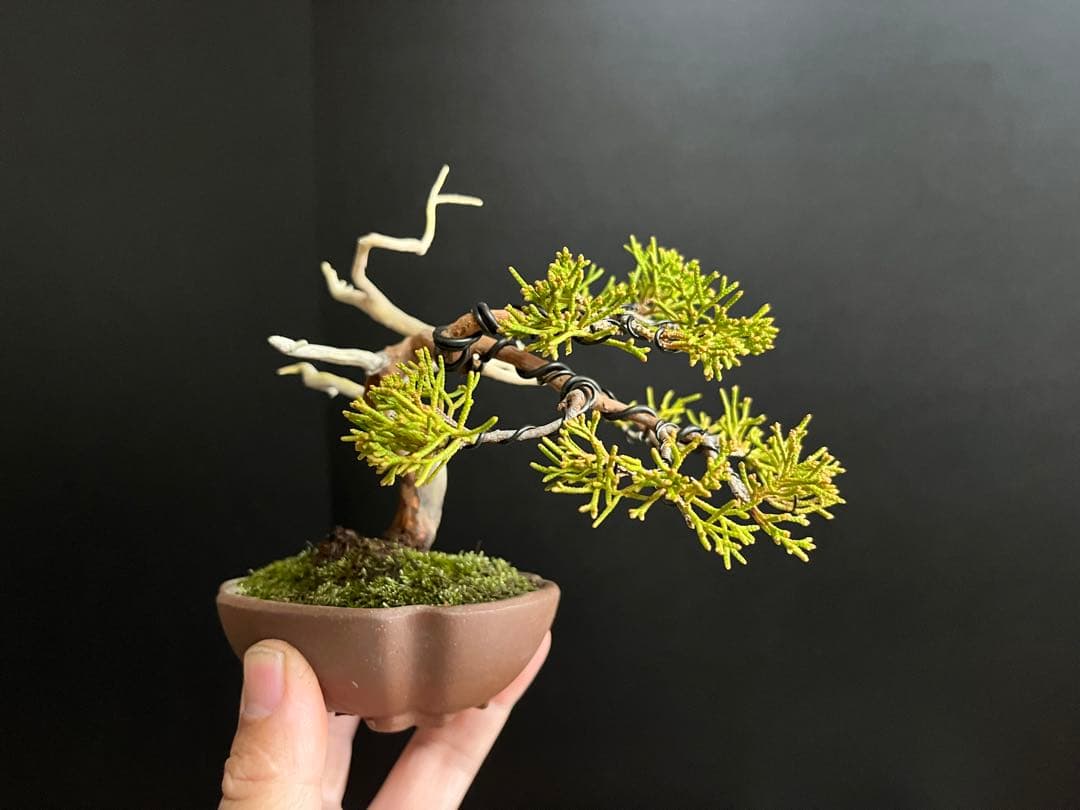 真柏盆栽　ミニ真柏　シャリ幹　ミニ盆栽　小品盆栽　樹高9.5cm 飾り物