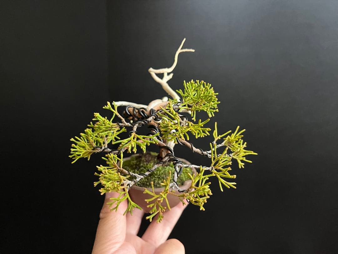 真柏盆栽　ミニ真柏　シャリ幹　ミニ盆栽　小品盆栽　樹高9.5cm 飾り物