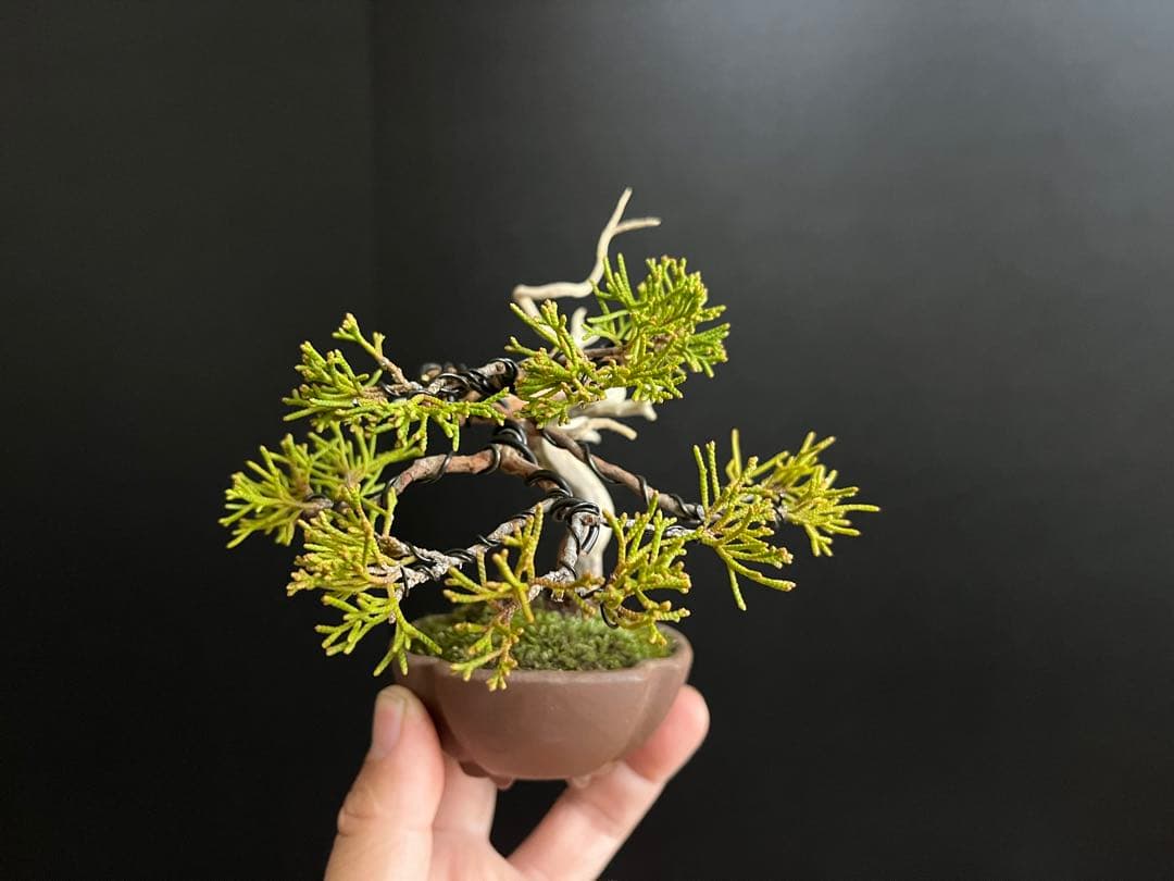 真柏盆栽　ミニ真柏　シャリ幹　ミニ盆栽　小品盆栽　樹高9.5cm 飾り物