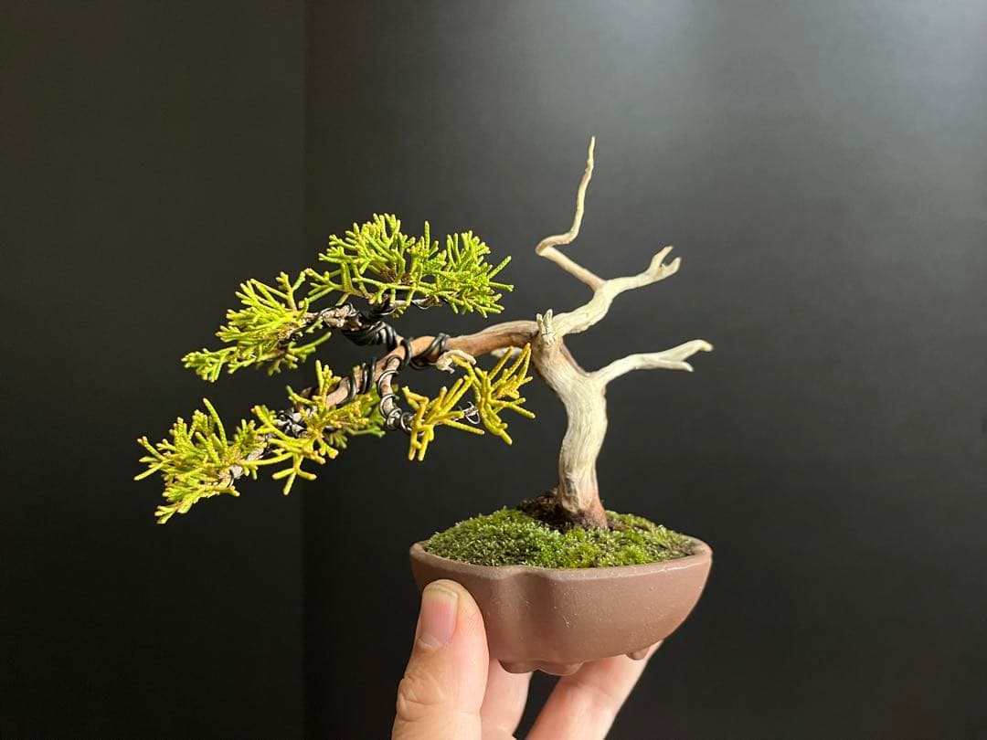 真柏盆栽　ミニ真柏　シャリ幹　ミニ盆栽　小品盆栽　樹高9.5cm 飾り物