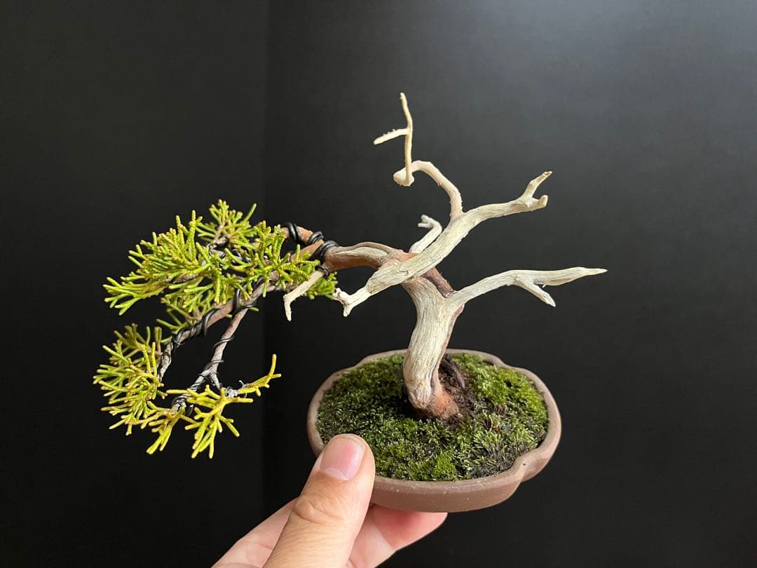 真柏盆栽　ミニ真柏　シャリ幹　ミニ盆栽　小品盆栽　樹高9.5cm 飾り物