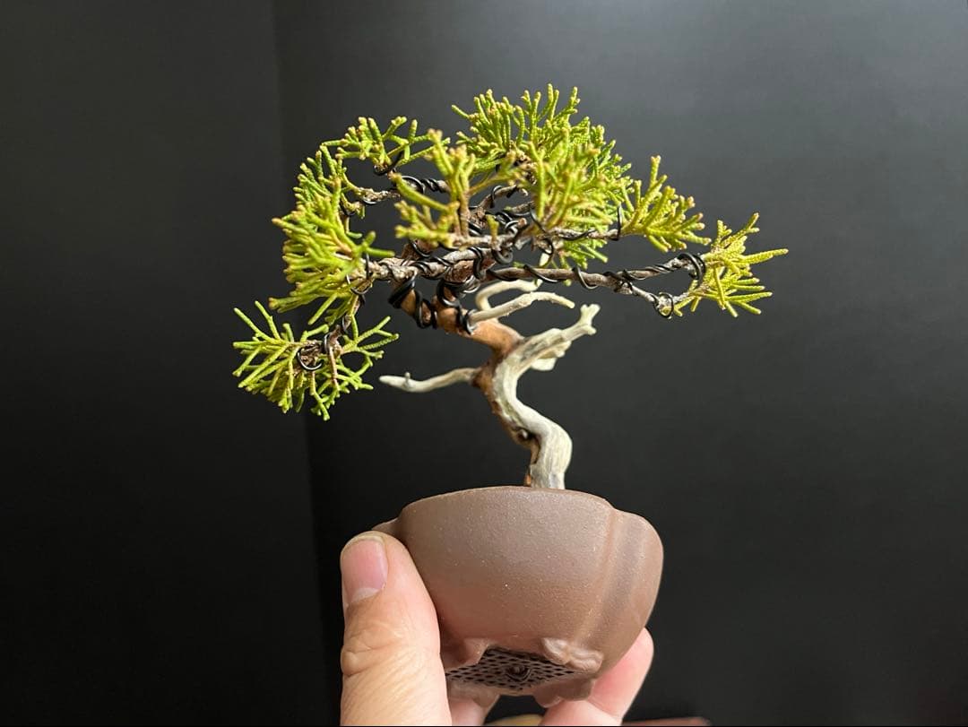 真柏盆栽　ミニ真柏　シャリ幹　ミニ盆栽　小品盆栽　樹高9.5cm 飾り物