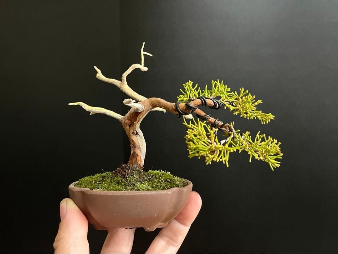 真柏盆栽　ミニ真柏　シャリ幹　ミニ盆栽　小品盆栽　樹高9.5cm 飾り物