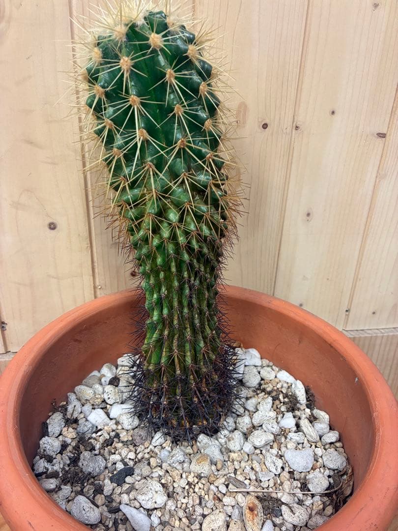緑色のサボテン 約30cm