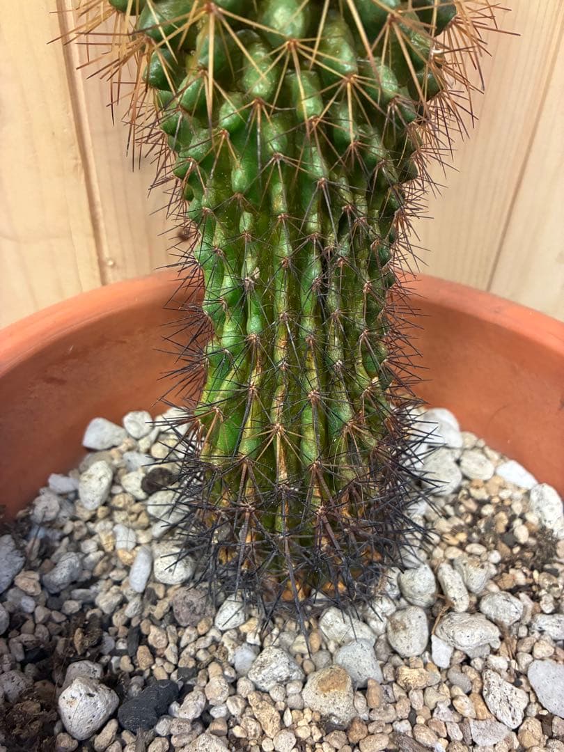 緑色のサボテン 約30cm