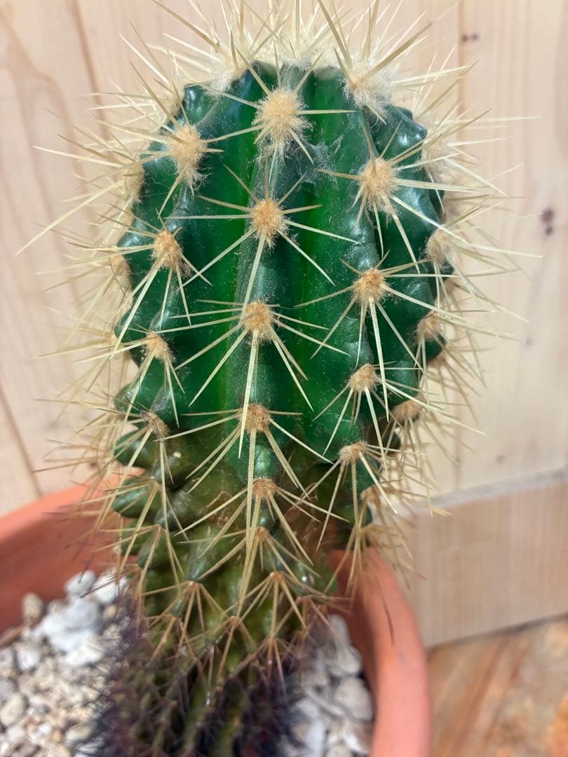 緑色のサボテン 約30cm